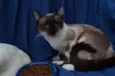 Maia