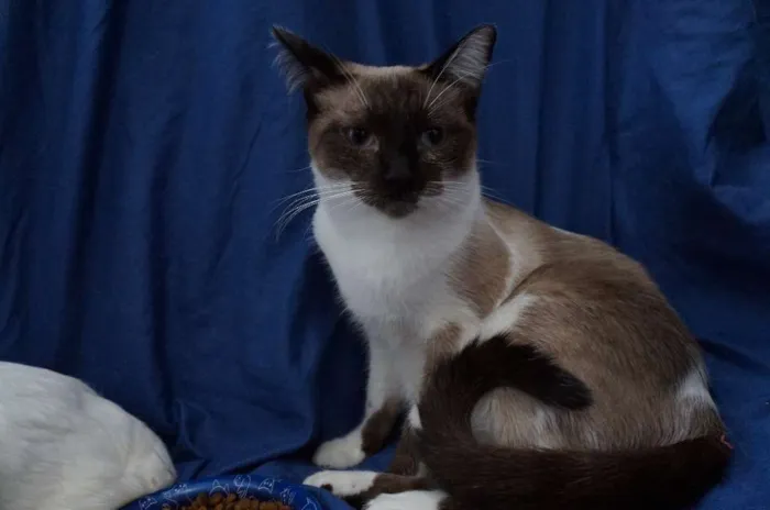 Gato ra a  idade 7 a 11 meses nome Maia