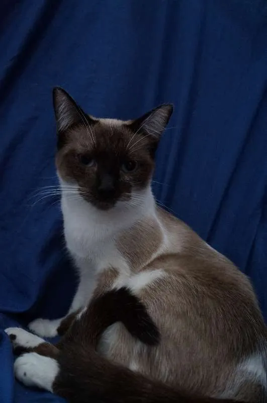 Gato ra a  idade 7 a 11 meses nome Maia