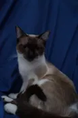 Maia
