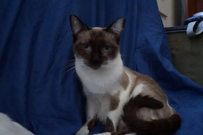 Gato ra a  idade 7 a 11 meses nome Maia