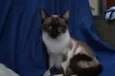 Maia