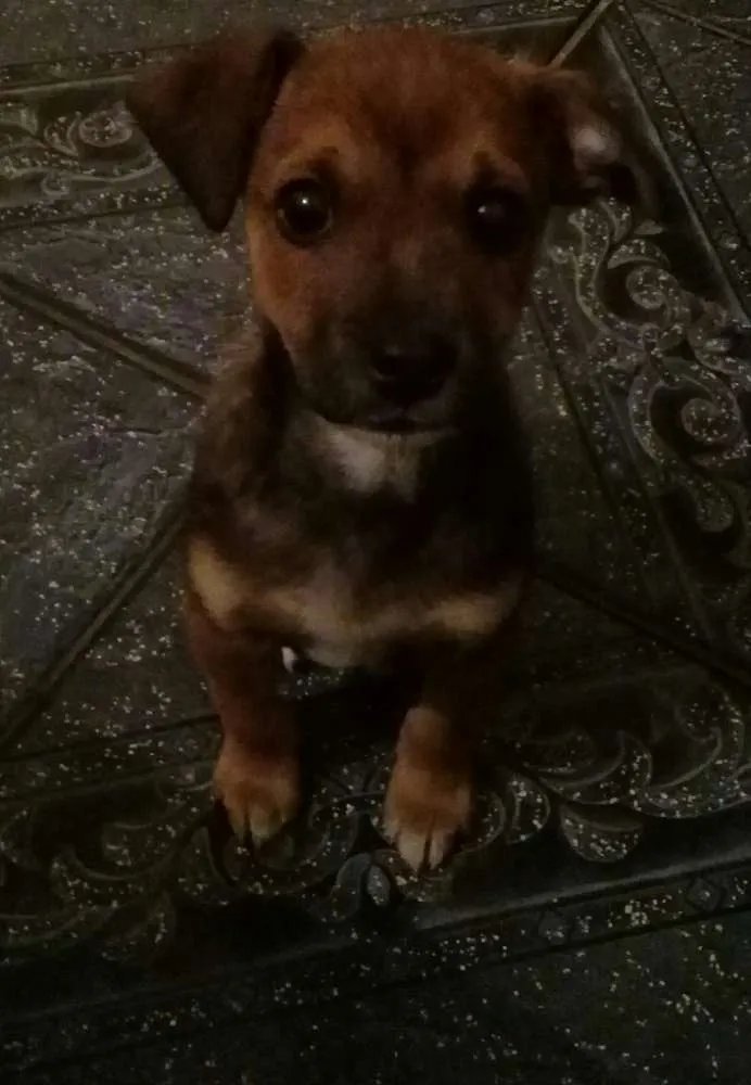 Cachorro ra a SRD idade 2 a 6 meses nome Thor