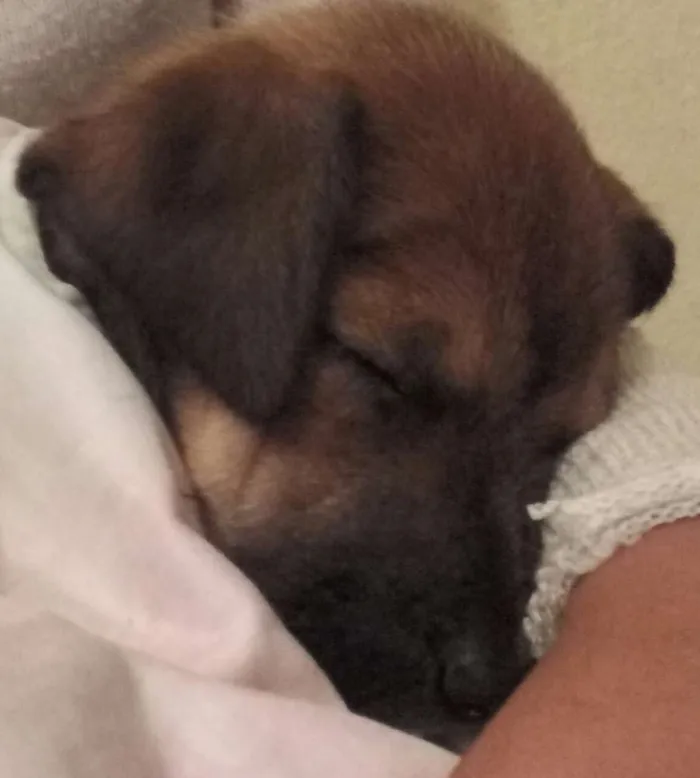 Cachorro ra a SRD idade 2 a 6 meses nome Thor