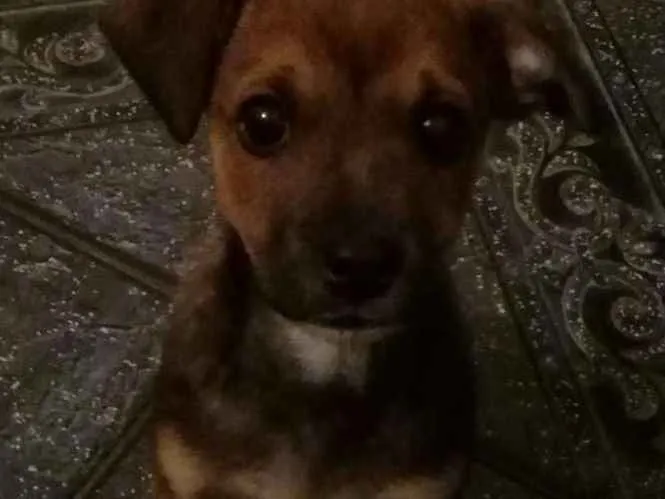 Cachorro ra a SRD idade 2 a 6 meses nome Thor