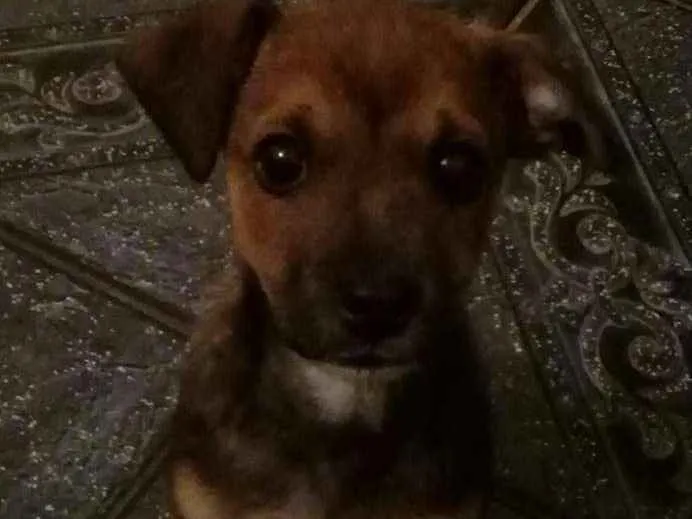Cachorro ra a SRD idade 2 a 6 meses nome Thor