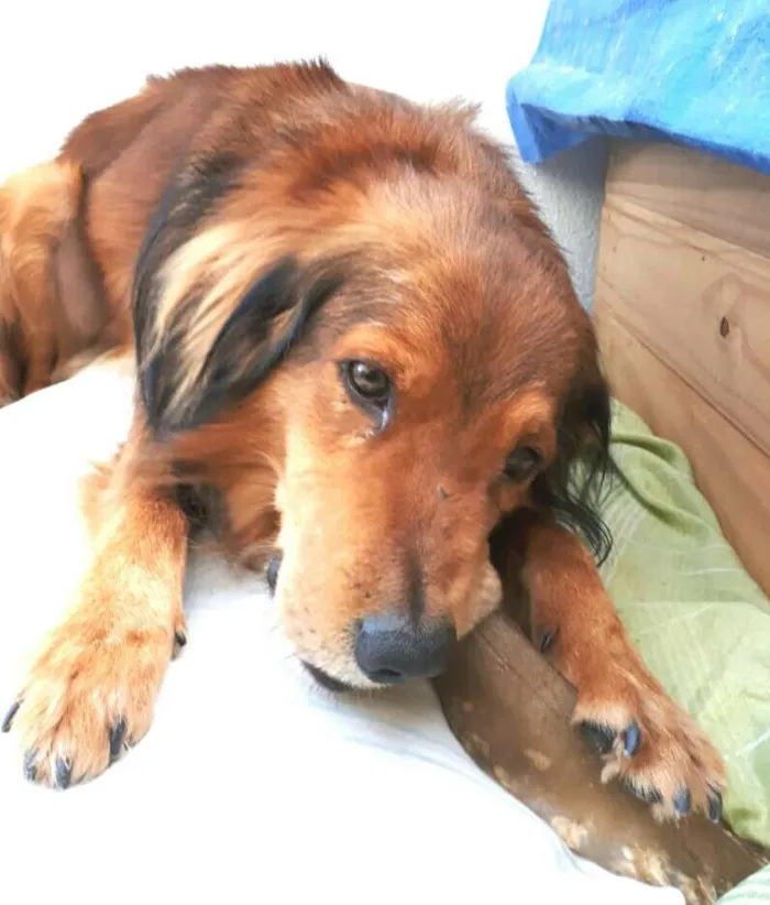 Cachorro ra a  idade 1 ano nome Toddy 