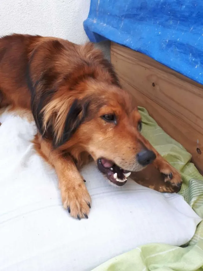 Cachorro ra a  idade 1 ano nome Toddy 