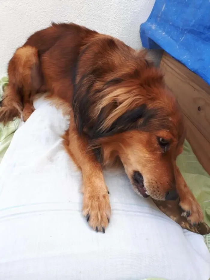 Cachorro ra a  idade 1 ano nome Toddy 