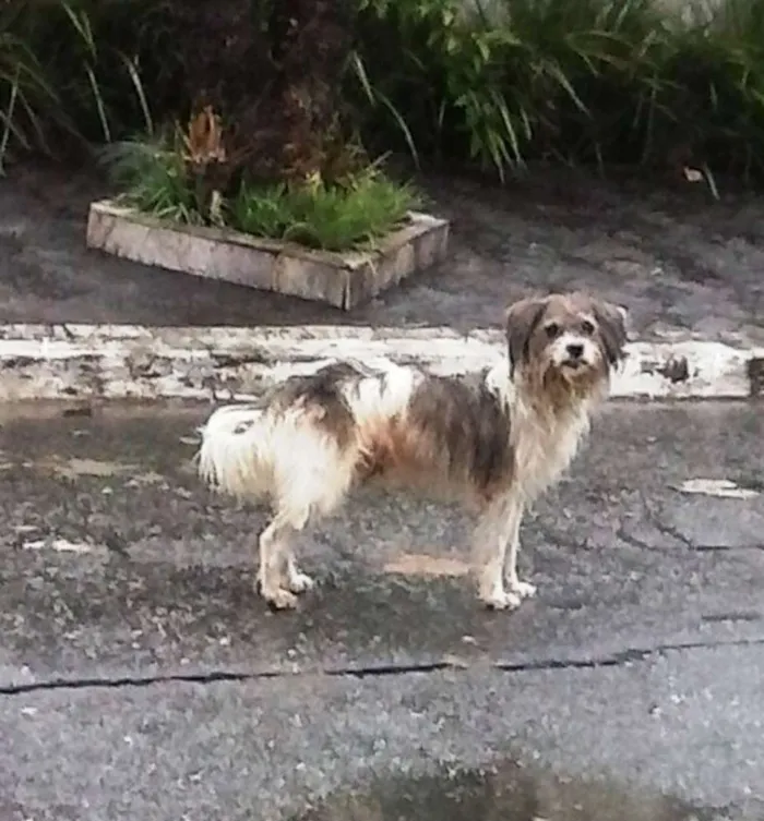 Cachorro ra a vira lata idade 4 anos nome Cholinho,Fio,Choliña