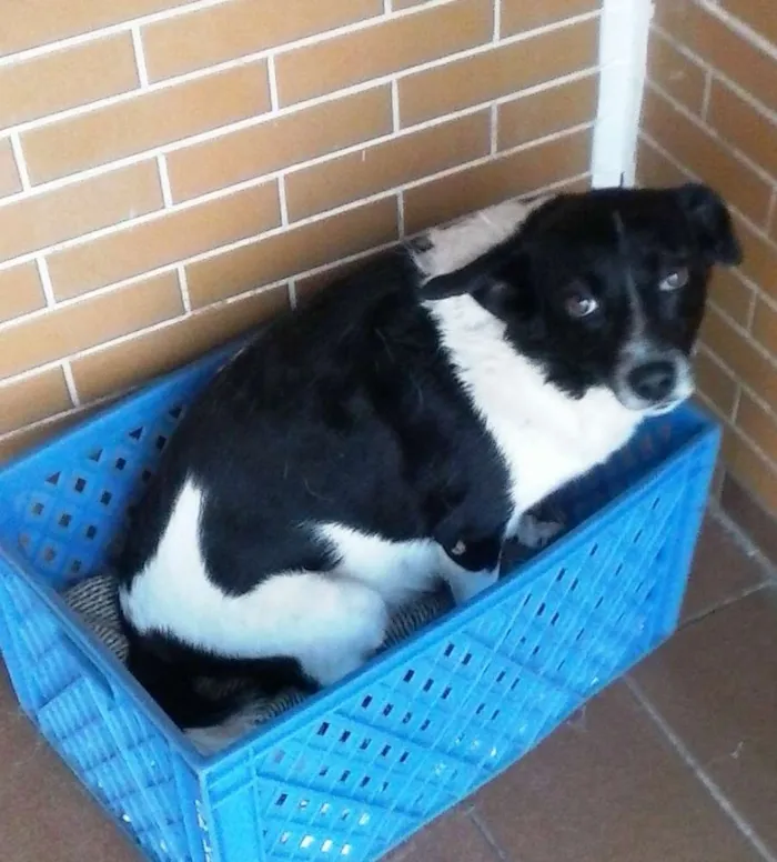 Cachorro ra a vira lata idade 4 anos nome Cholinho,Fio,Choliña