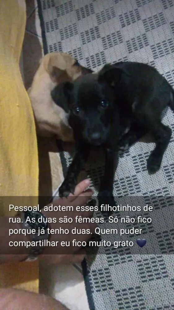 Cachorro ra a Mestiças idade 2 a 6 meses nome Pantera e Amarelinha