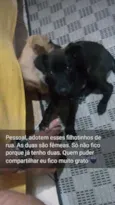 Pantera e Amarelinha