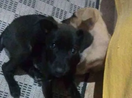 Cachorro ra a Mestiças idade 2 a 6 meses nome Pantera e Amarelinha