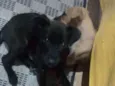 Pantera e Amarelinha
