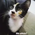 Pitoca