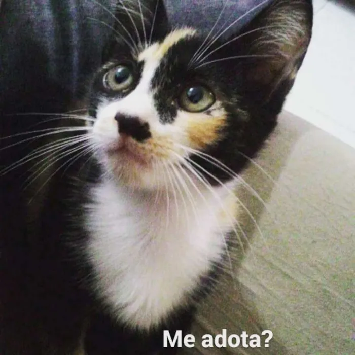 Gato raça SRD idade 2 a 6 meses nome Pitoca