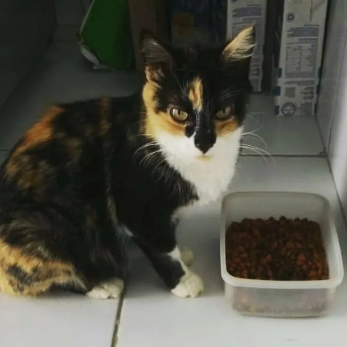 Gato raça SRD idade 1 ano nome Sem nome
