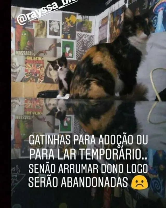 Gato raça SRD idade 2 a 6 meses nome Pitoca