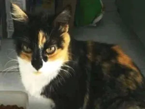 Gato raça SRD idade 1 ano nome Sem nome