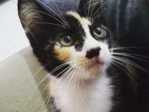 Gato raça SRD idade 2 a 6 meses nome Pitoca