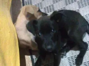 Cachorro raça Mestiças idade 2 a 6 meses nome Pantera e Amarelinha