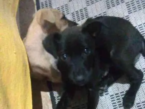 Cachorro ra a Mestiças idade 2 a 6 meses nome Pantera e Amarelinha