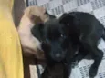 Pantera e Amarelinha