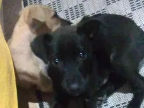Cachorro ra a Mestiças idade 2 a 6 meses nome Pantera e Amarelinha