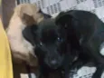 Pantera e Amarelinha