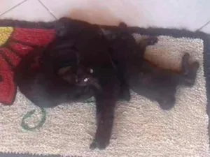 Gato raça Cianes idade 2 a 6 meses nome Zafira