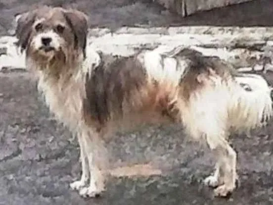 Cachorro ra a vira lata idade 4 anos nome Cholinho,Fio,Choliña