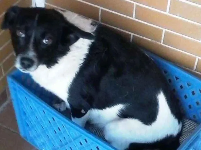 Cachorro ra a vira lata idade 4 anos nome Cholinho,Fio,Choliña