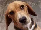 Cachorro raça Beagle idade 1 ano nome Lara