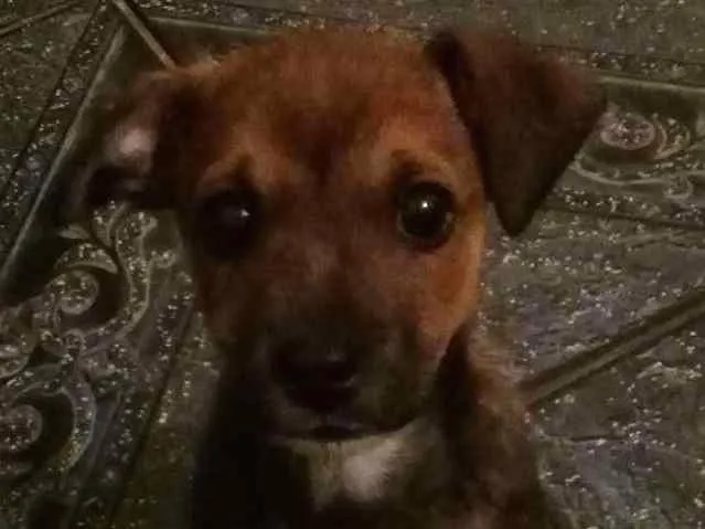 Cachorro ra a SRD idade 2 a 6 meses nome Thor