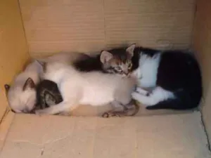 Gato raça Vira-lata idade Abaixo de 2 meses nome Sem nome