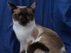 Gato raça  idade 7 a 11 meses nome Maia