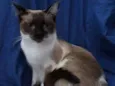 Maia