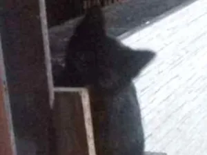 Gato raça Cianes idade 2 a 6 meses nome Zafi