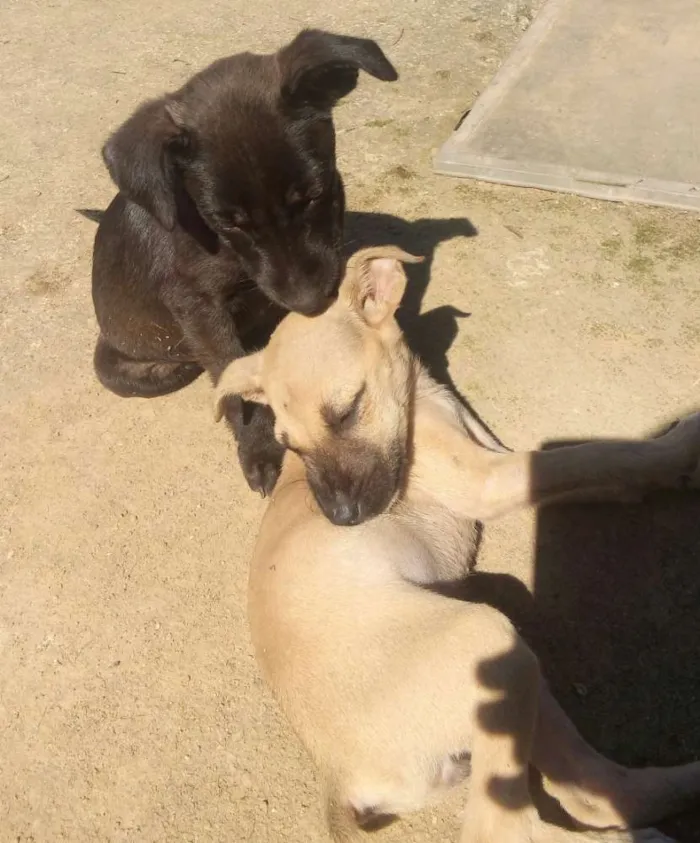 Cachorro ra a Mestiças idade 2 a 6 meses nome Pantera e Amarelinha