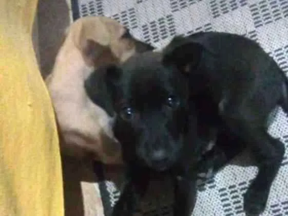 Cachorro ra a Mestiças idade 2 a 6 meses nome Pantera e Amarelinha