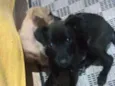 Pantera e Amarelinha