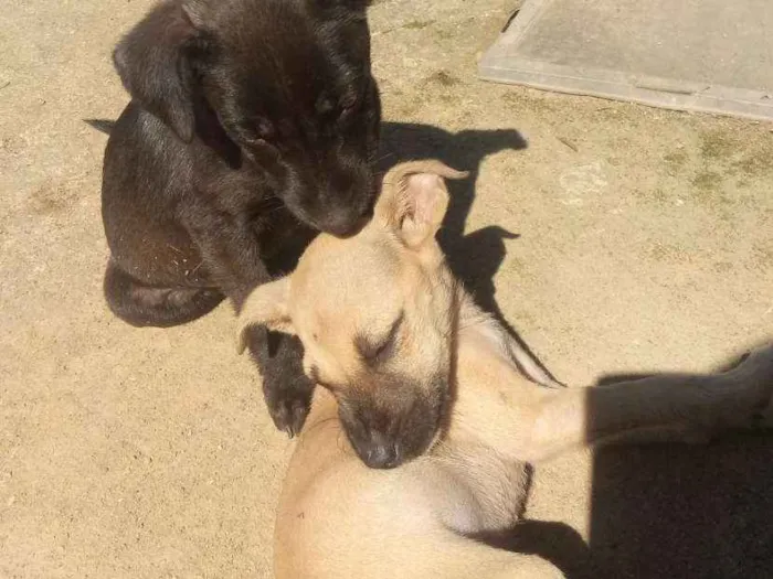 Cachorro ra a Mestiças idade 2 a 6 meses nome Pantera e Amarelinha
