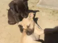 Pantera e Amarelinha