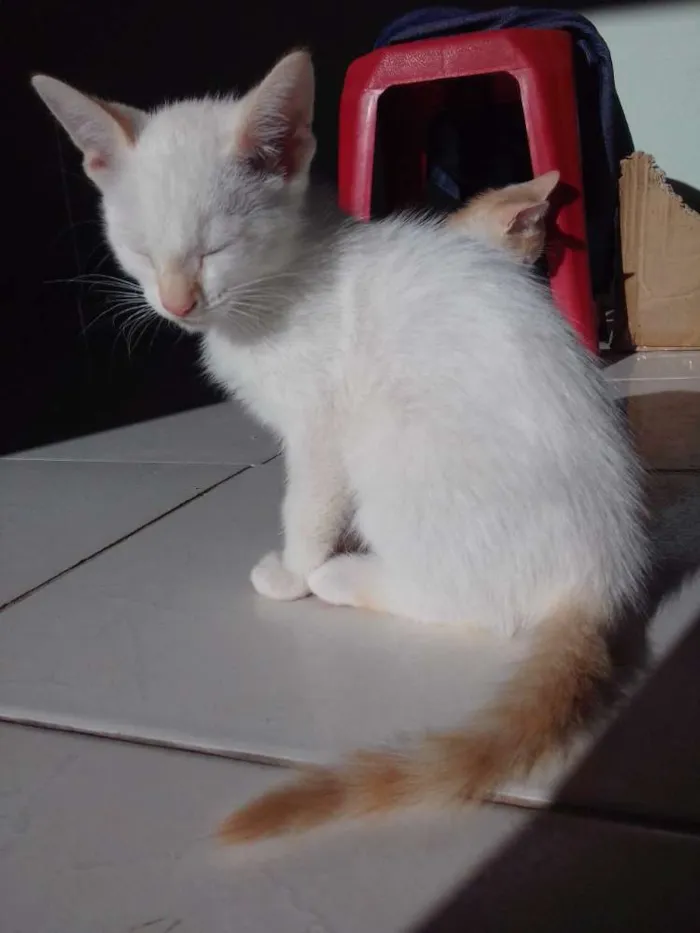 Gato ra a Misturado idade 2 a 6 meses nome Nao tem nome