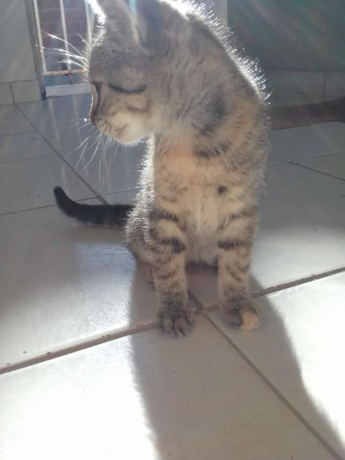 Gato ra a Misturado idade 2 a 6 meses nome Nao tem nome