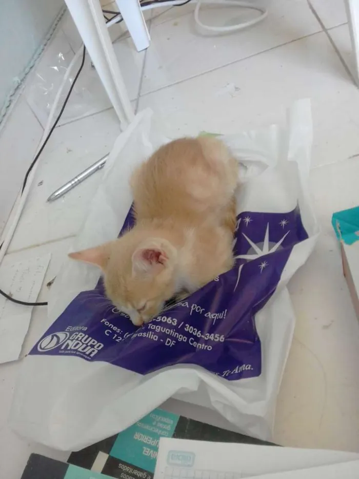 Gato ra a Misturado idade 2 a 6 meses nome Nao tem nome