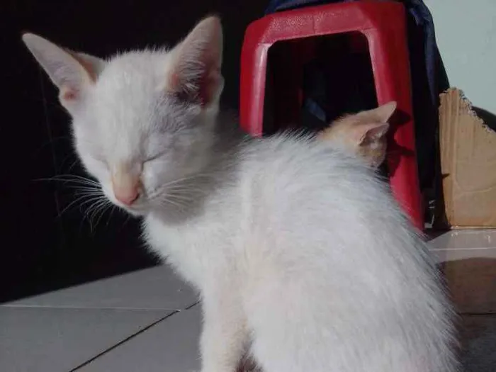 Gato ra a Misturado idade 2 a 6 meses nome Nao tem nome