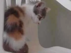 Gato ra a Misturado idade 2 a 6 meses nome Nao tem nome