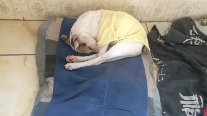 Cachorro raça SRD  idade 1 ano nome Melissa